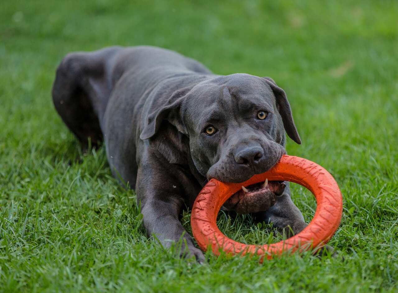 ağzında oyuncak tutan bir cane corso
