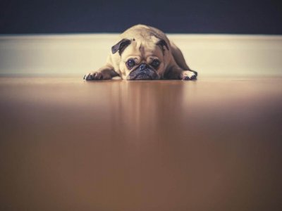 Köpek Seçimi Rehberi: Sana En Uygun Köpek Cinsi Hangisi?