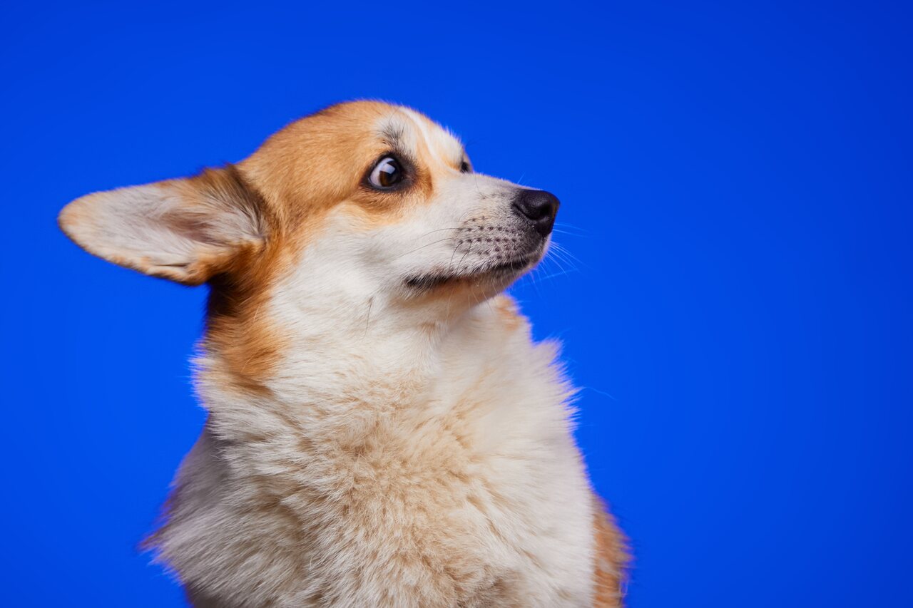 Köpekler Neden Titrer? Titreme Nedenleri ve Çözümü