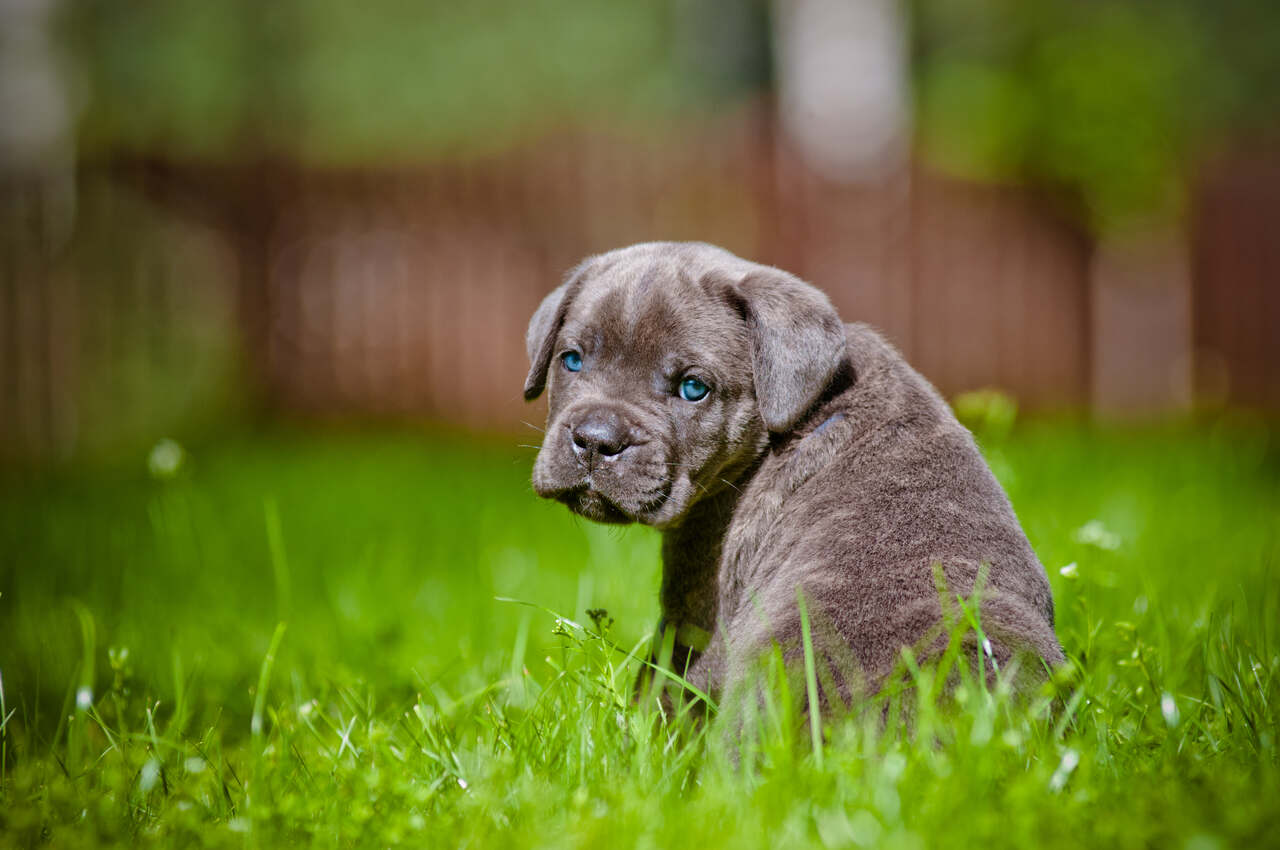 yavru cane corso blue